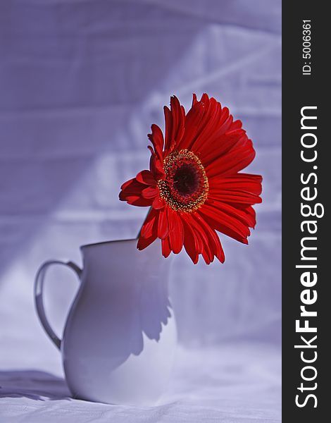 Red Gerber Daisy in a white vase. Red Gerber Daisy in a white vase