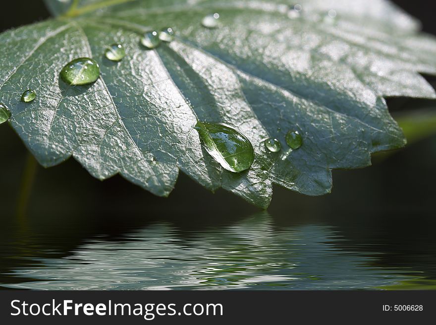 A macro of water on green leaf. A macro of water on green leaf
