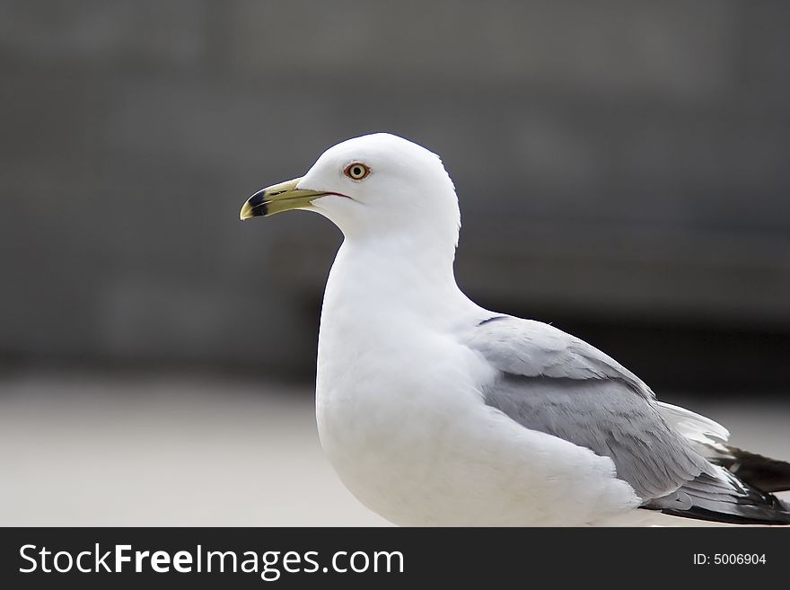 Close-up portrait of seagull