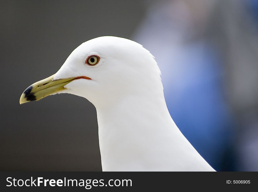 Seagull