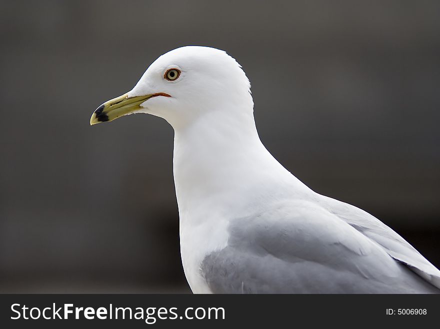 Close-up portrait of seagull. Close-up portrait of seagull