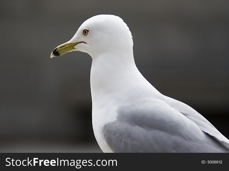 Close-up portrait of seagull