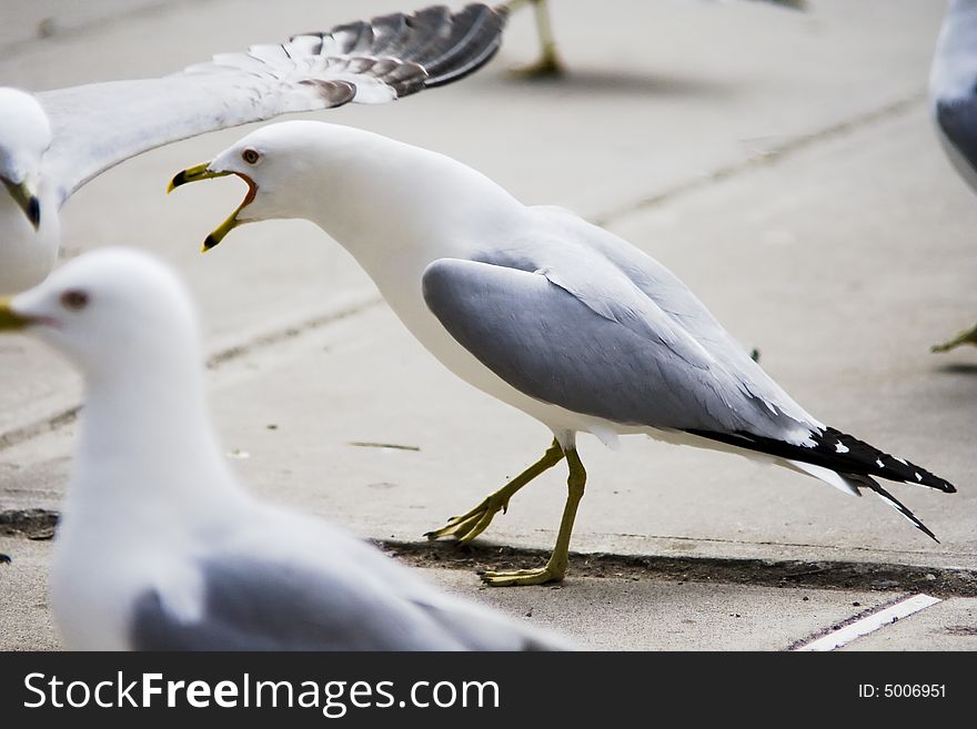 Seagulls at the street