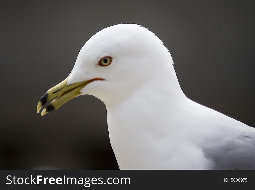 Close-up portrait of seagull