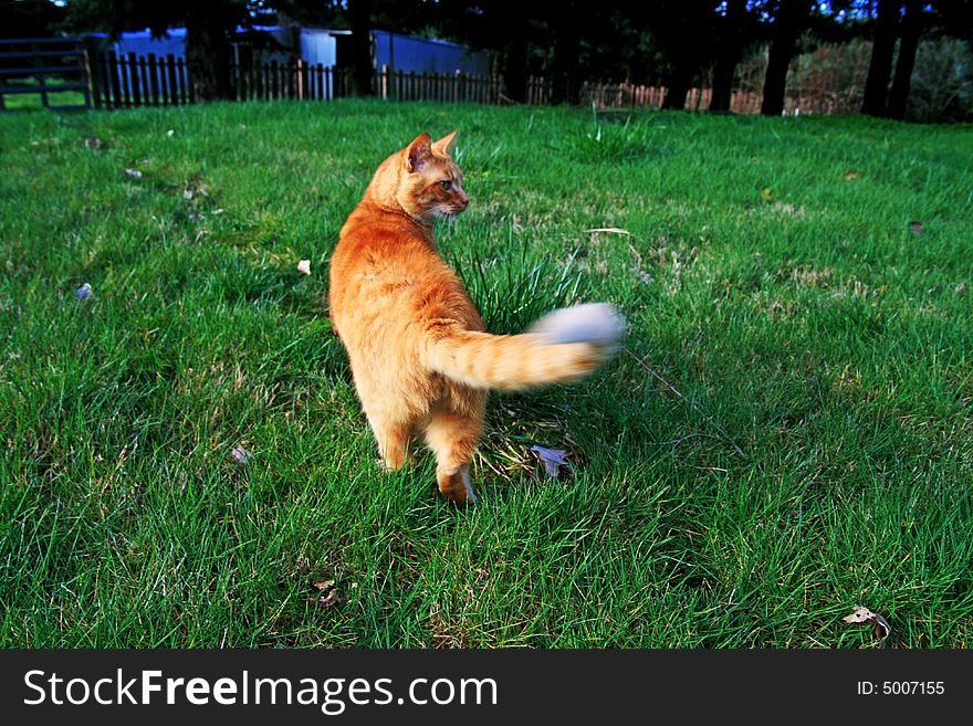This orange tabby has beautiful contrasting colors with the green grass. His moving tail show's he's thinking about making a pounce on an unsuspecting subject. This orange tabby has beautiful contrasting colors with the green grass. His moving tail show's he's thinking about making a pounce on an unsuspecting subject.