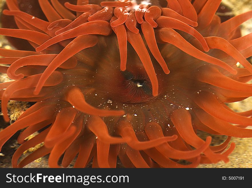 A close-up macro photograph of a red beadlet anemone in British coastal rock pool. A close-up macro photograph of a red beadlet anemone in British coastal rock pool