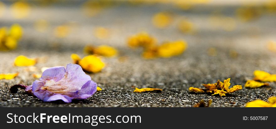 A dried up fallen flower on the asphalt road. A dried up fallen flower on the asphalt road