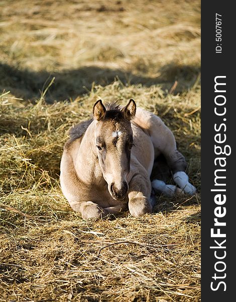 Buckskin quarter horse foal laying down. Buckskin quarter horse foal laying down