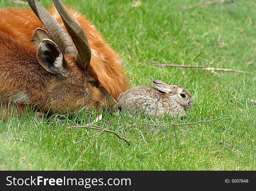 A rabbit chooses the protection of a friend as a safe place from predators.