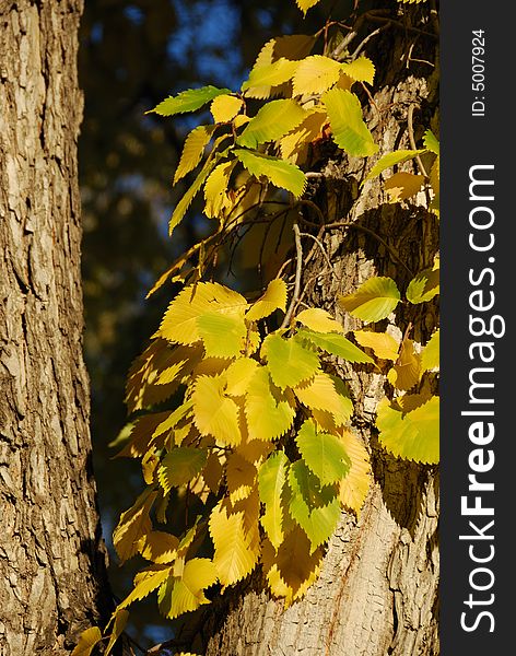 Yellow leaves in Fall under sunshine