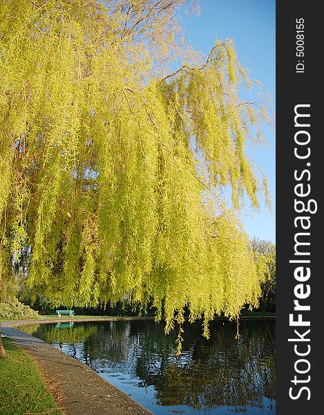 A lakeside Willow in bacon hill park in victoria, vancouver island