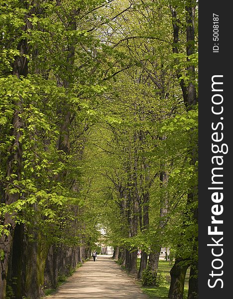 Green park path in the early spring