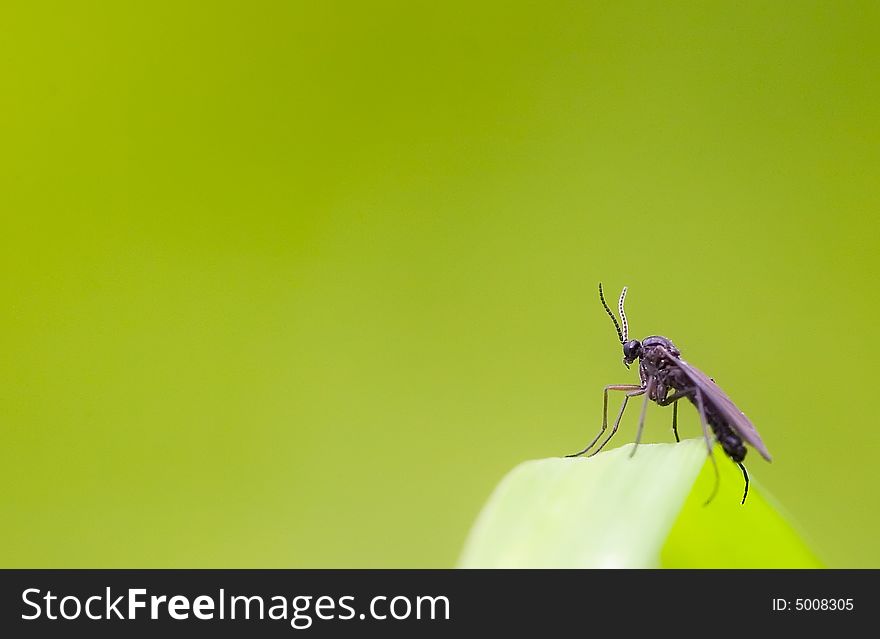 A big black bug resting on a blade of grass with an even green background