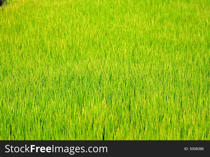 A background of green rice paddy field. A background of green rice paddy field