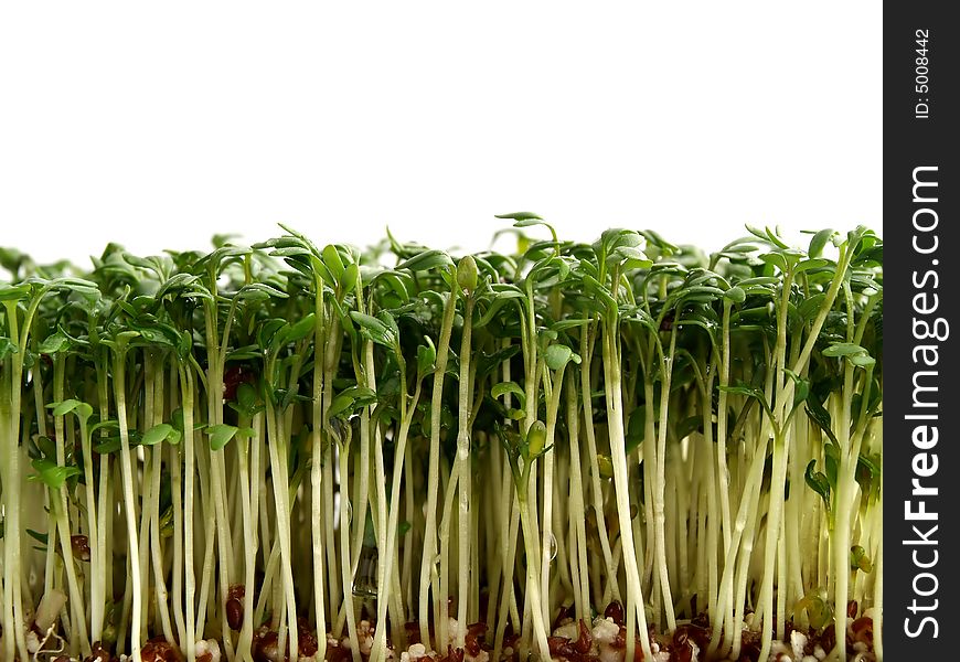 Cress on a white background. Cress on a white background