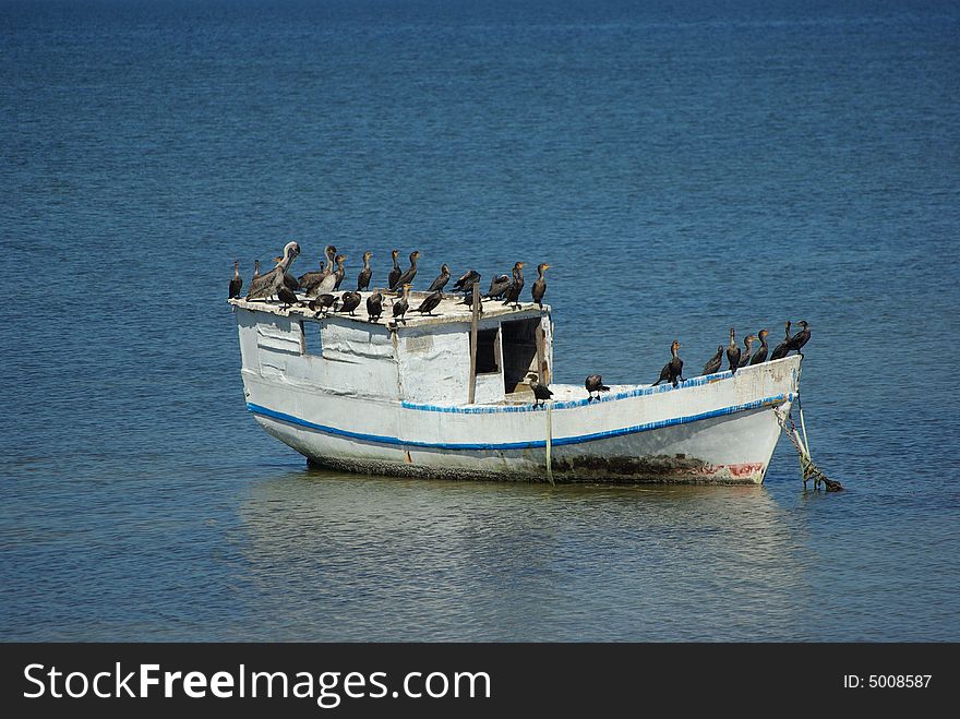 Birds overtaking the boat in mexico. Birds overtaking the boat in mexico