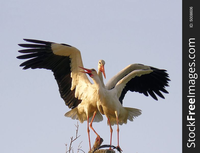 Two storks on there nest