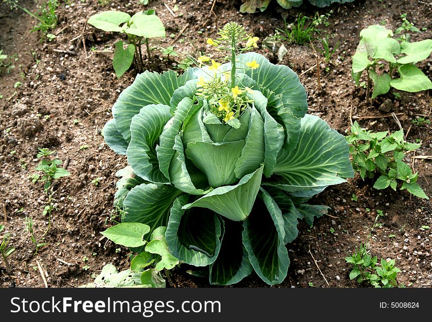 Tobacco plantation - close up of tabacco plant. Tobacco plantation - close up of tabacco plant.