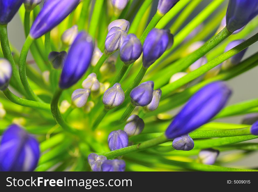 Macro photography of the agapanthus flower which originates from south africa. Macro photography of the agapanthus flower which originates from south africa