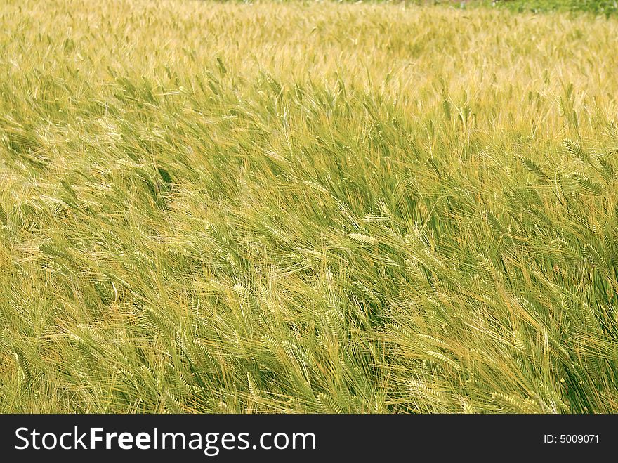 Wheat field in summer time