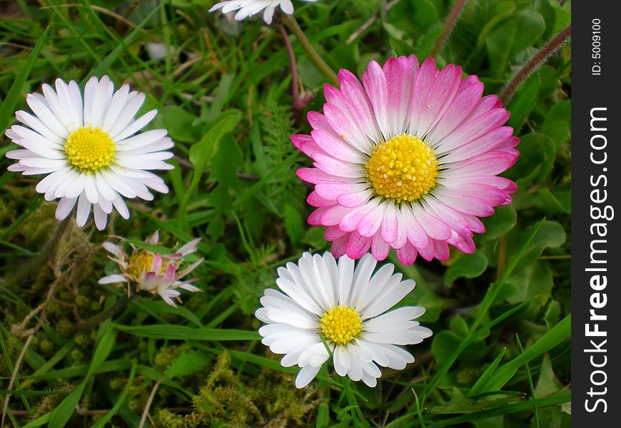 Flowers in a garden during the spring in germany