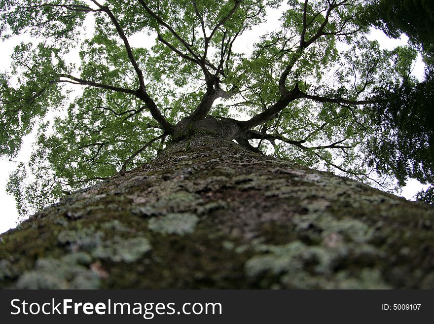 Bole of a tree close up,. Bole of a tree close up,