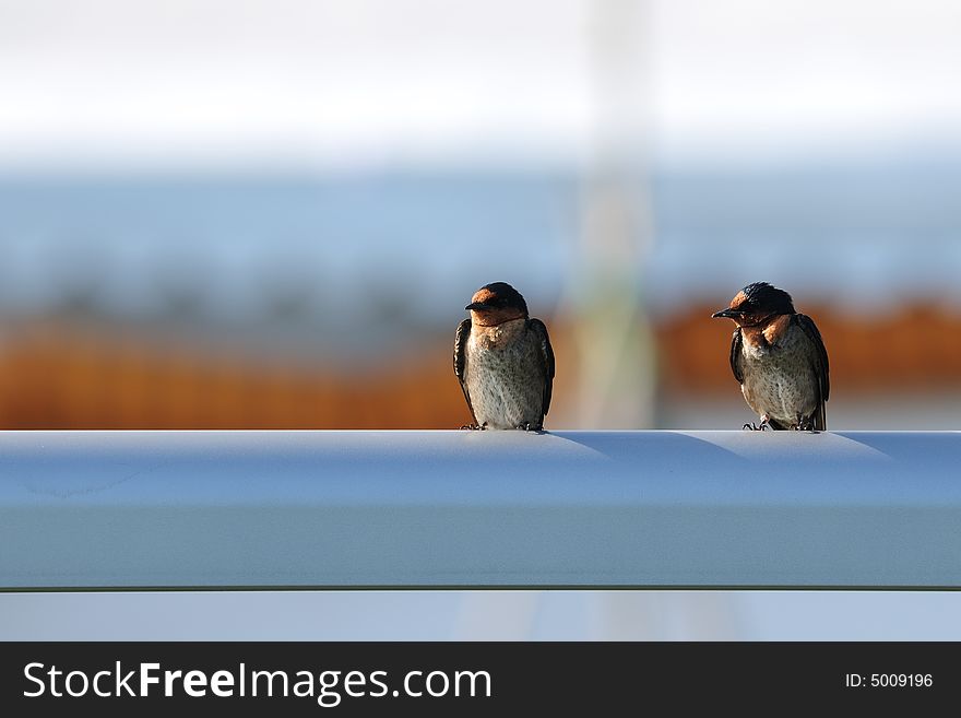 A pair of birds looking at the same direction. A pair of birds looking at the same direction