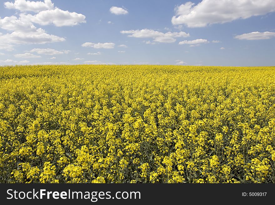 Beautiful rape field and clear blue sky as background