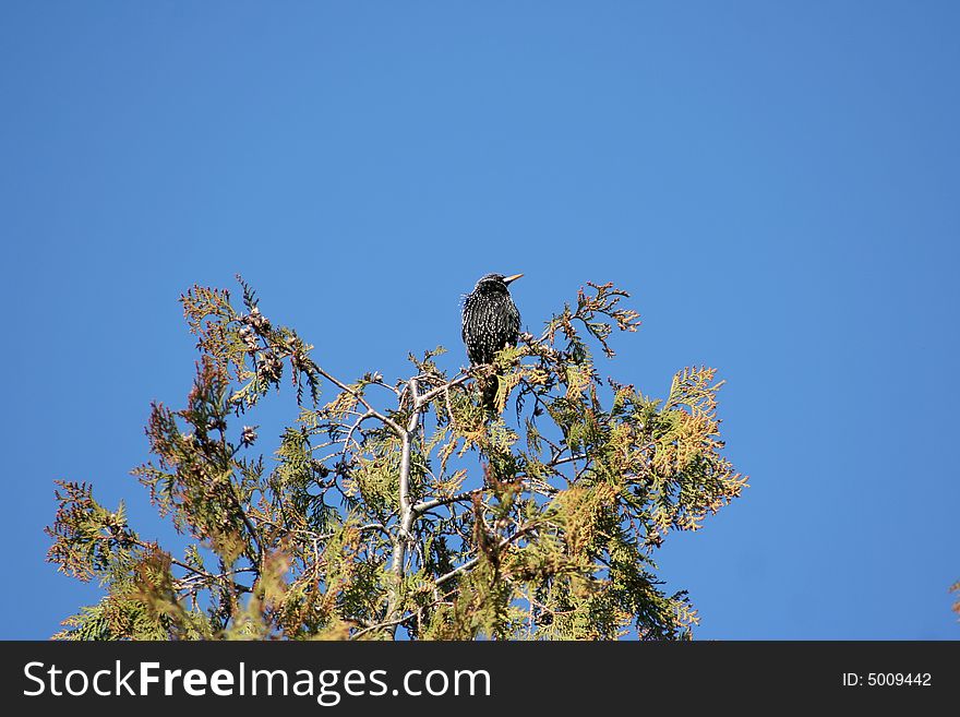 Starling on a tree a sunny day