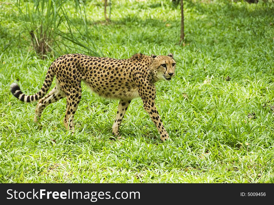 Walking cheetah on a green grass background. Shallow depth of field with the gepard in focus. Copy space in the right part of the photo.