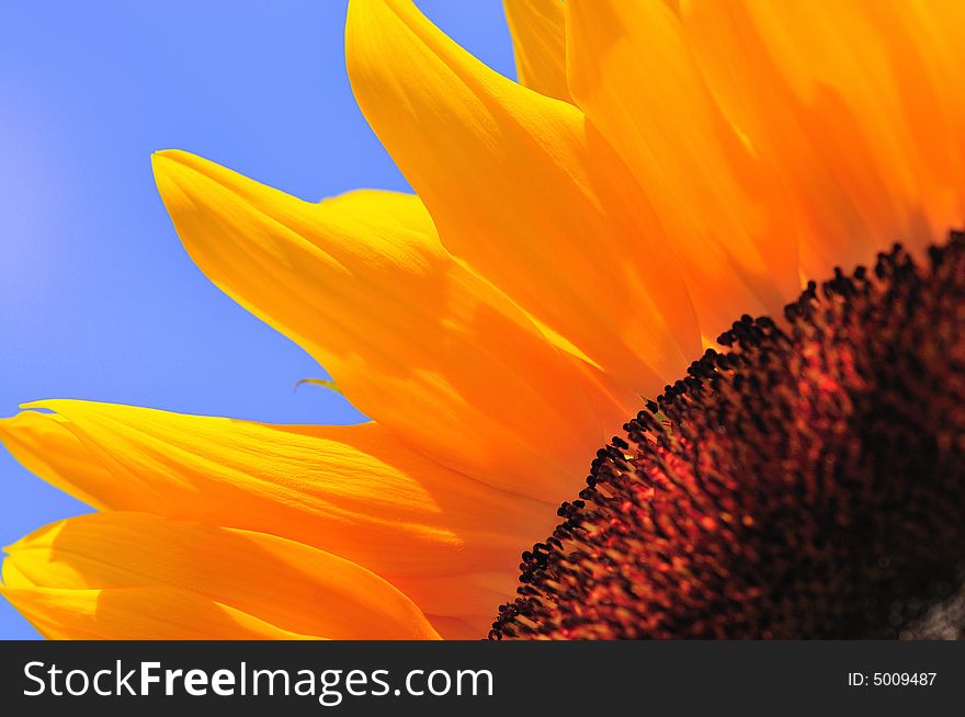 Beautiful close up photography of sunflower. Beautiful close up photography of sunflower