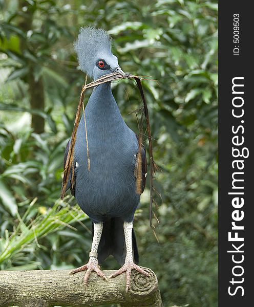Victoria crowned pigeon holding building material for its nest in the beak.