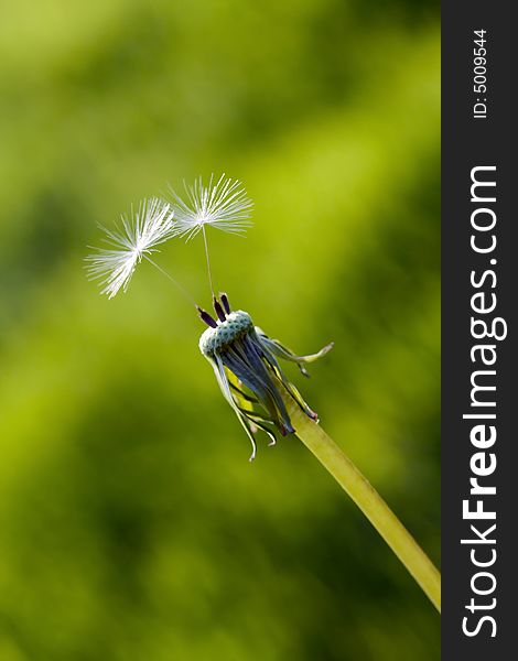 Dandelion with only two seeds in the wind