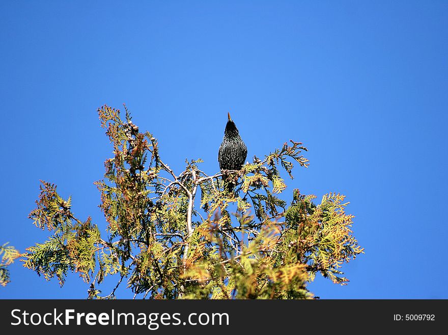 Starling on a tree a sunny day