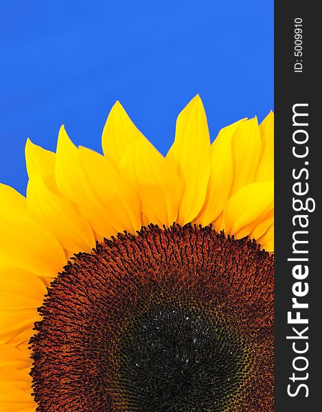 Beautiful close up photography of sunflower. Beautiful close up photography of sunflower
