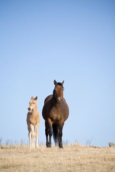 Quarter Horse Mare And Foal Stock Photography Quarter Horse Mare And Foal Stock Photography