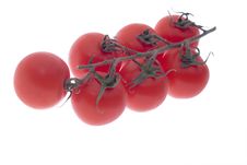 Cherry Tomatoes Stock Image Cherry Tomatoes Stock Image