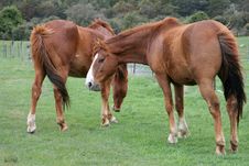 Horses Royalty Free Stock Photo Horses Royalty Free Stock Photo