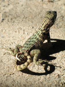Lizard On A Rock Stock Photo