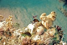 Red Sea Nembrotha (Nembrotha Megalocera) Stock Images Red Sea Nembrotha (Nembrotha Megalocera) Stock Images