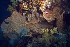 Giant Seafan (annella Mollis) Royalty Free Stock Photography Giant Seafan (annella Mollis) Royalty Free Stock Photography