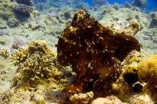 Reef Octopus (octopus Cyaneus) Stock Image Reef Octopus (octopus Cyaneus) Stock Image