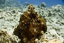 Reef Octopus (octopus Cyaneus) Royalty Free Stock Photography Reef Octopus (octopus Cyaneus) Royalty Free Stock Photography