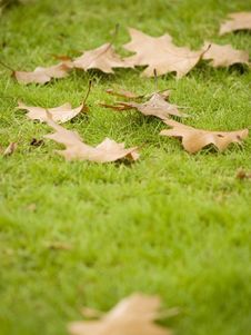 Autumn Leaves Royalty Free Stock Images Autumn Leaves Royalty Free Stock Images
