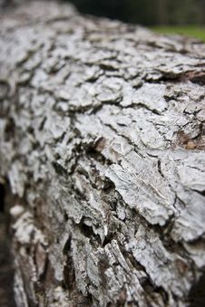 Bark On A Log Stock Photos Bark On A Log Stock Photos