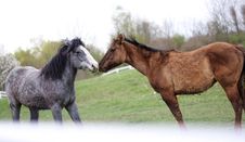 Two Loving Horses Royalty Free Stock Image