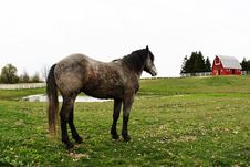 Horse In The Barn Royalty Free Stock Images