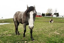 Horse And Goats In The Barn Stock Photos