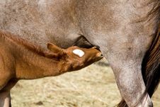 Quarter Horse Foal Nursing Stock Images