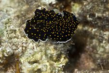 Gold Dotted Flatworm (thysanozoon Sp.) Royalty Free Stock Image Gold Dotted Flatworm (thysanozoon Sp.) Royalty Free Stock Image